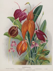 Masdevallias door Unbekannt Unbekannt